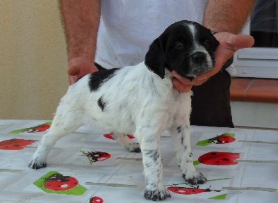 Du Massif De La Trevaresse - Les photos des chiots arrivent!!!!