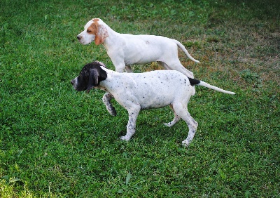 Du Massif De La Trevaresse - Les photos des petits chiots sont là!!!!!