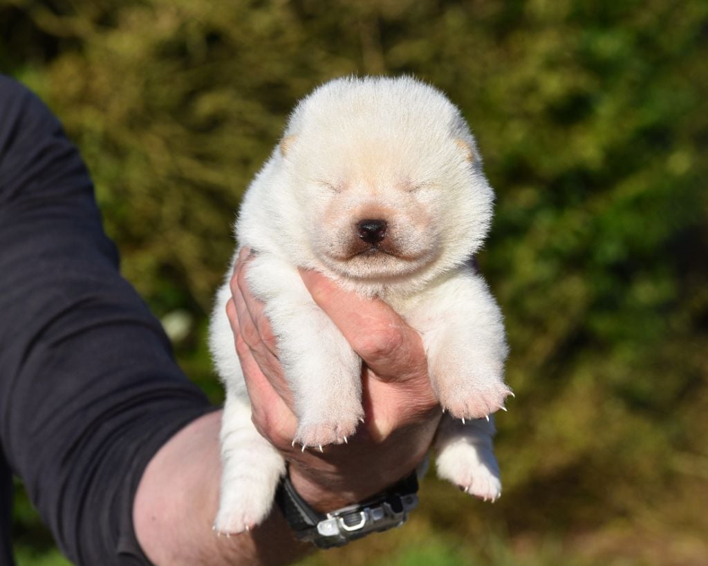 De La Folle Emprise - Chiots disponibles - Shiba