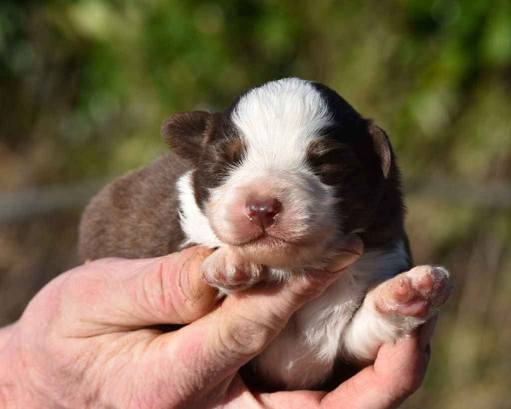 De La Folle Emprise - Chiots disponibles - Berger Américain Miniature 