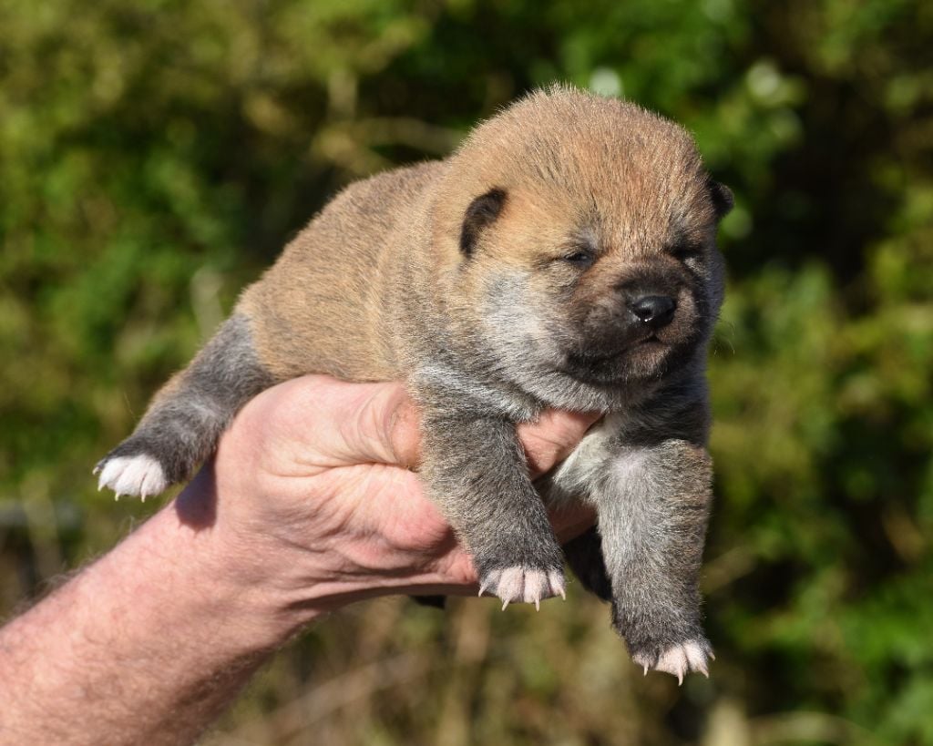 De La Folle Emprise - Chiots disponibles - Shiba