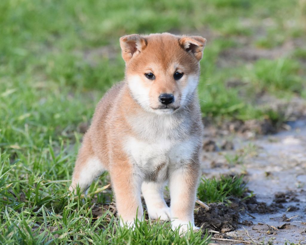 De La Folle Emprise - Chiots disponibles - Shiba