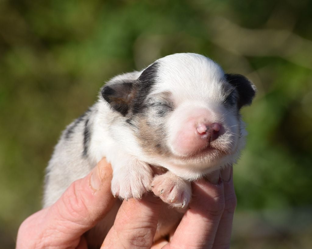 De La Folle Emprise - Chiots disponibles - Berger Américain Miniature 