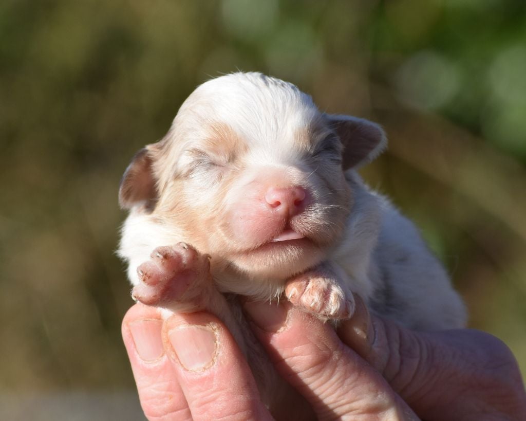 mâle rouge merle