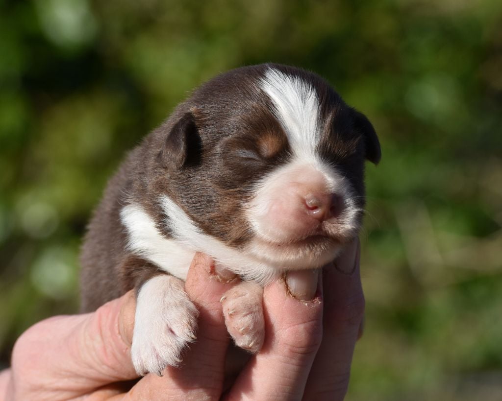 De La Folle Emprise - Chiots disponibles - Berger Américain Miniature 