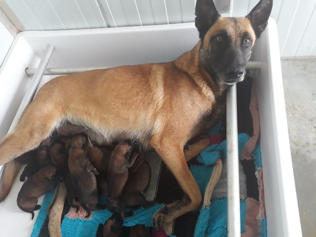 Chiot Berger Belge Des Terres Inconnues