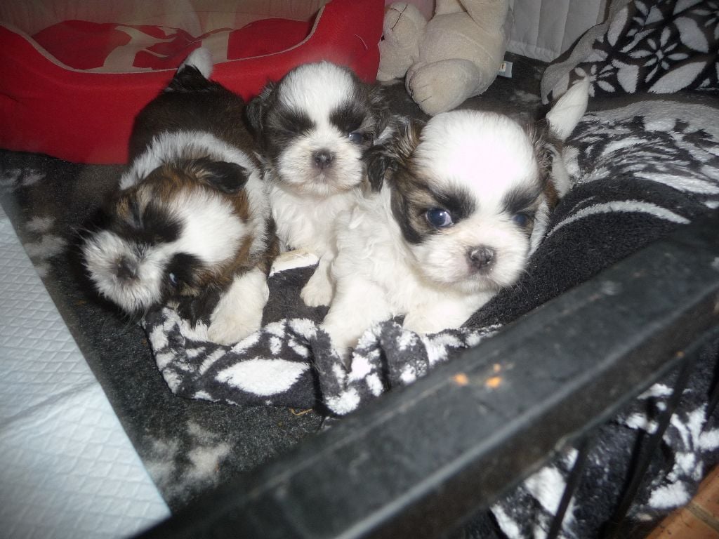 Chiot Shih Tzu De Daïkyori Saÿ