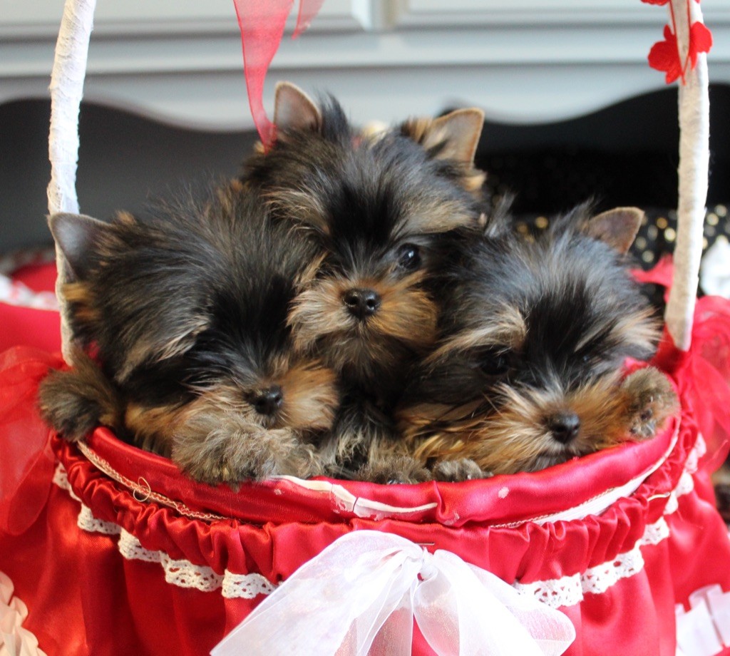 Des Anges de Batignolles - Yorkshire Terrier - Portée née le 29/08/2022