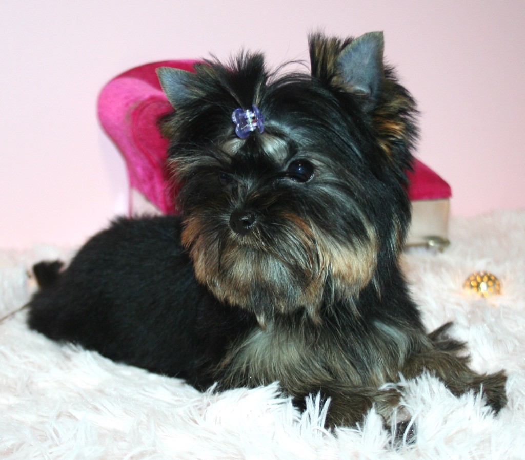 Des Anges de Batignolles - Yorkshire Terrier - Portée née le 21/10/2021