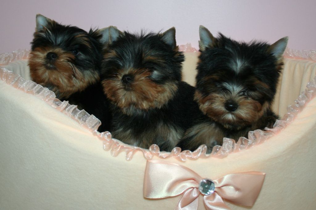 Des Anges de Batignolles - Yorkshire Terrier - Portée née le 14/10/2020