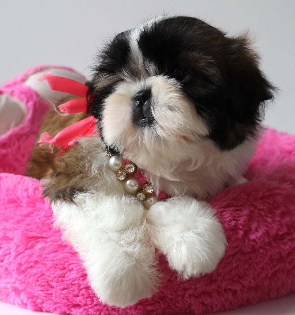 Des Anges de Batignolles - Chiots disponibles - Shih Tzu