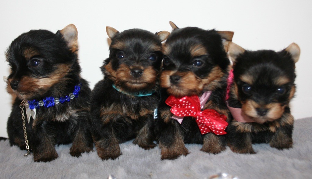 Des Anges de Batignolles - Yorkshire Terrier - Portée née le 17/10/2020