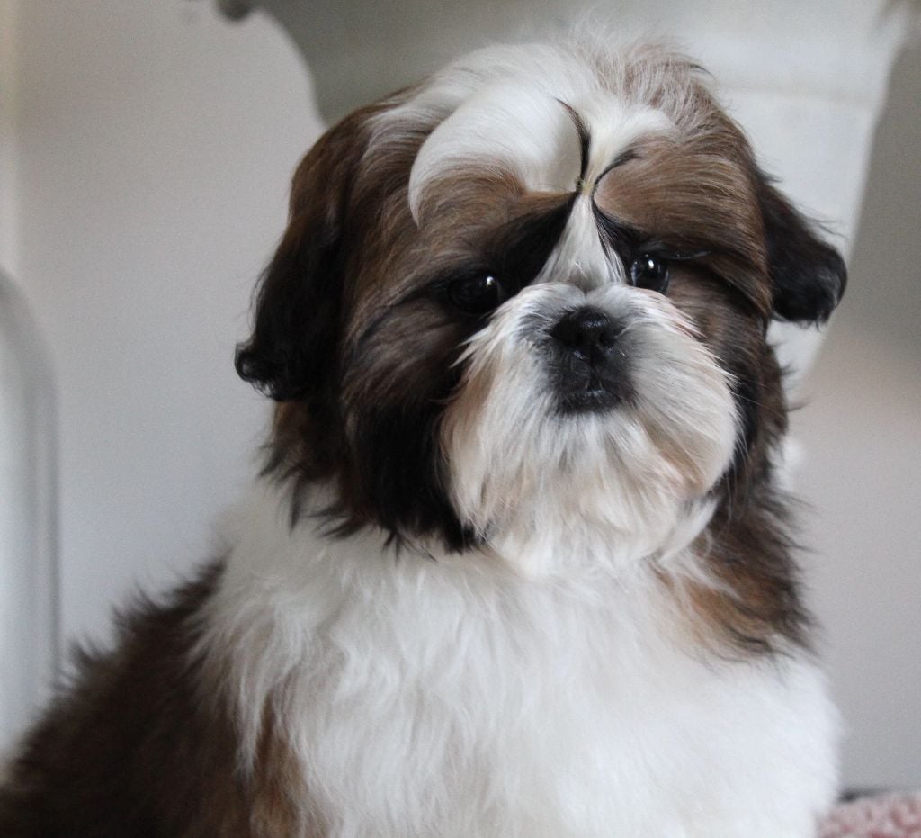 Des Anges de Batignolles - Chiots disponibles - Shih Tzu