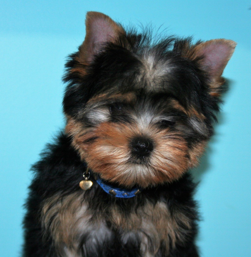 Des Anges de Batignolles - Yorkshire Terrier - Portée née le 19/10/2020