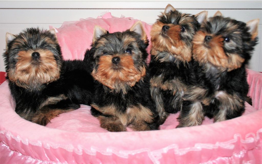 Des Anges de Batignolles - Yorkshire Terrier - Portée née le 27/12/2016