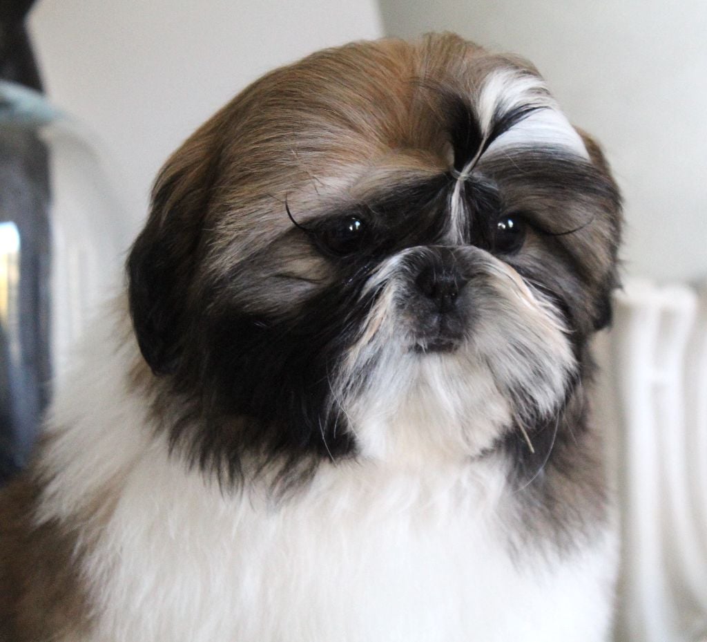 Des Anges de Batignolles - Chiots disponibles - Shih Tzu