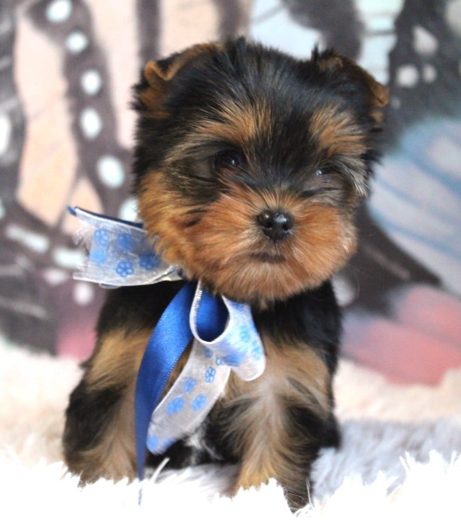 Des Anges de Batignolles - Yorkshire Terrier - Portée née le 30/12/2022