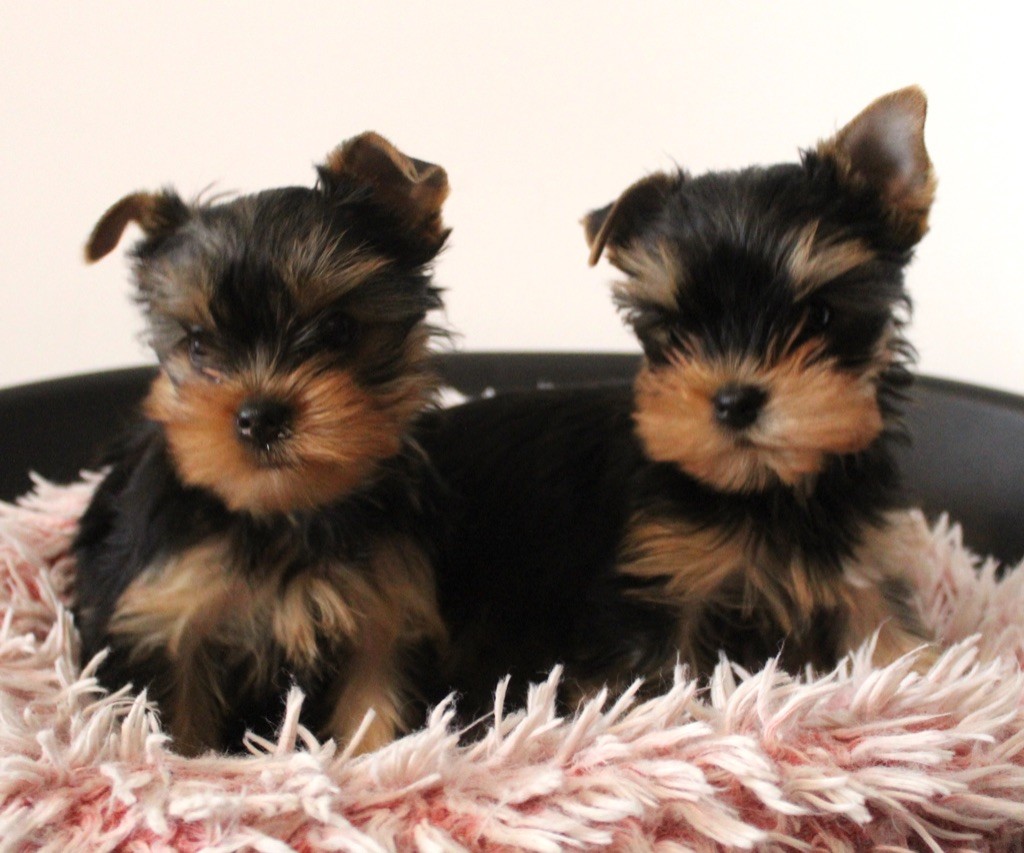 Des Anges de Batignolles - Yorkshire Terrier - Portée née le 17/12/2022