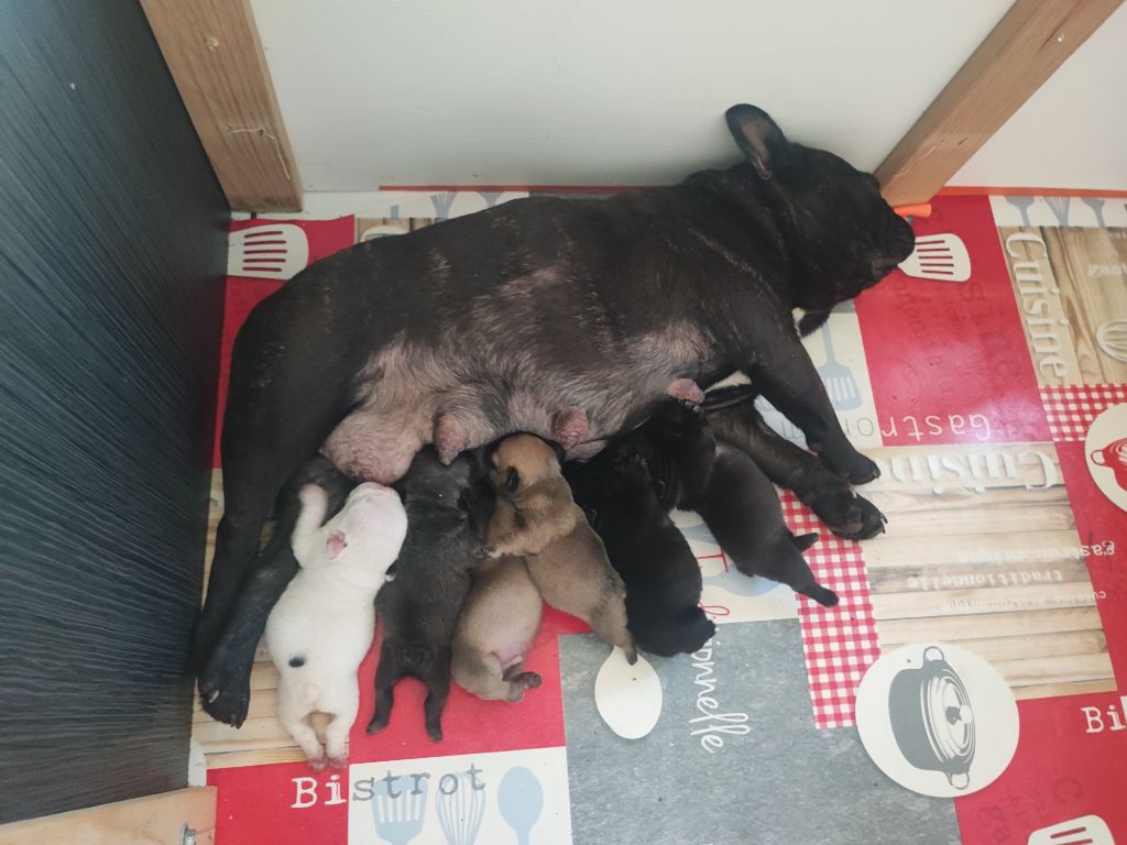 Des chiots Bouledogues Français LOF