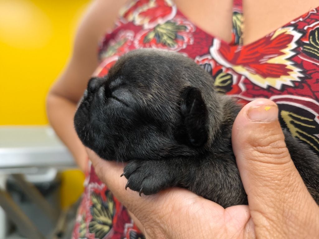 Chiot Bouledogue français Du Domaine De Thorgal