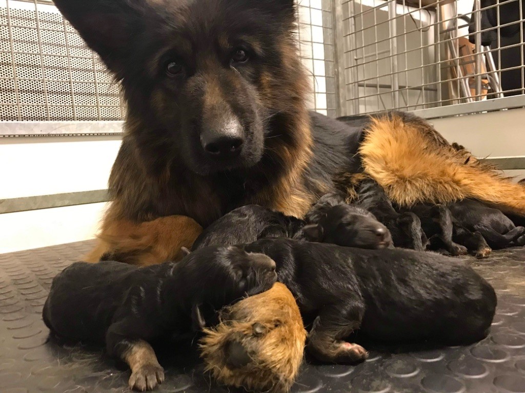 Des Gardiens Du Chalet - Naissance des chiots de Connie et Pringles