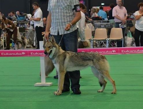 Des Gardiens Du Chalet - Angers le 7/06/2014