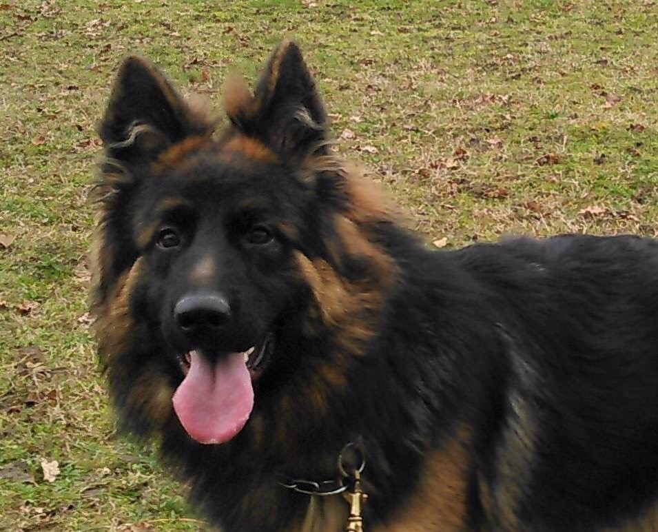 Des Gardiens Du Chalet - Paris Dog Show