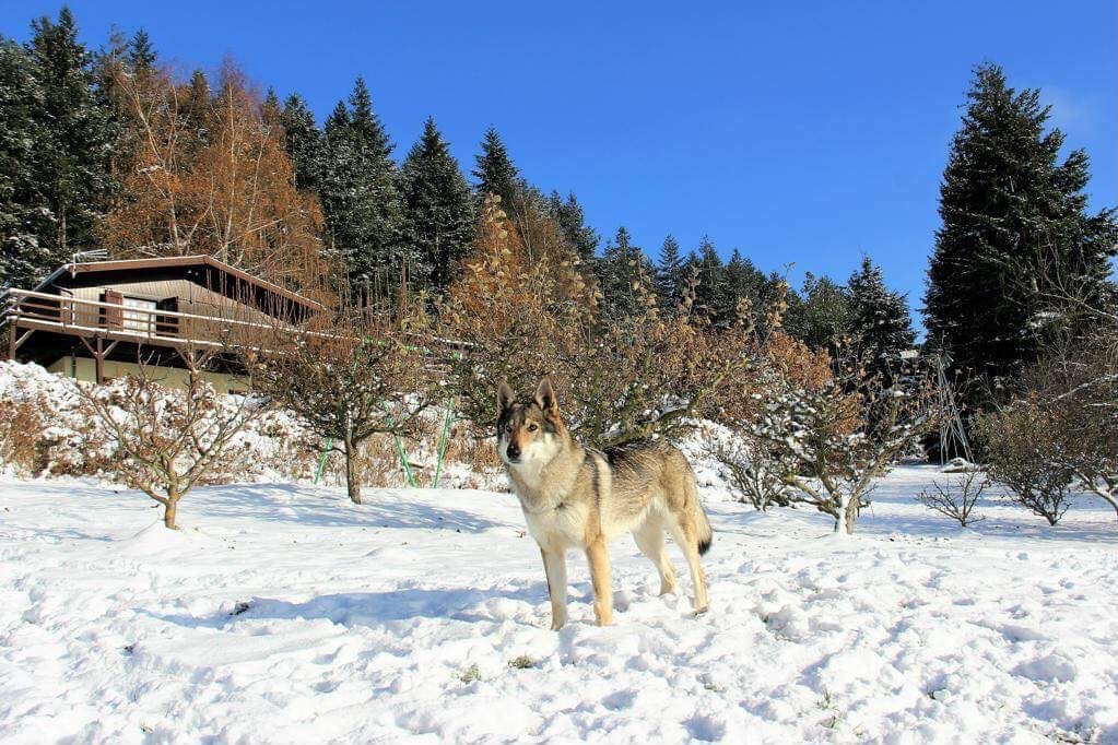 Des Gardiens Du Chalet - Hanwi