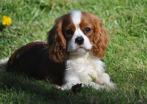 Chiots disponibles pour vie de famille