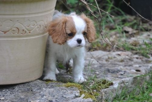 Des beylias - Cavalier King Charles Spaniel - Portée née le 25/02/2015