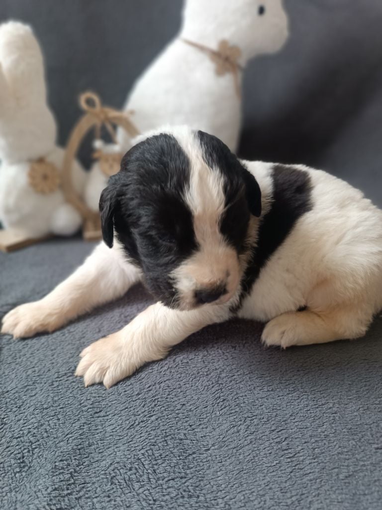 Du Domaine Du Boutlande - Chiots disponibles - Landseer type continental europeen