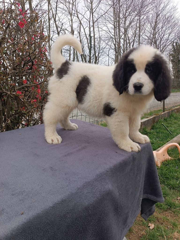 Du Domaine Du Boutlande - Chiots disponibles - Landseer type continental europeen