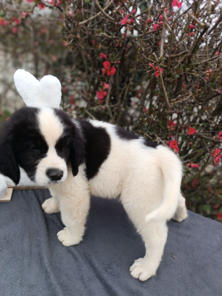 Du Domaine Du Boutlande - Chiots disponibles - Landseer type continental europeen