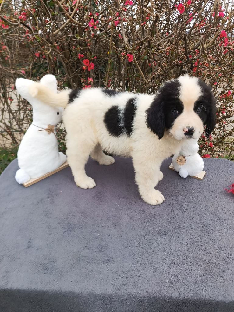 Du Domaine Du Boutlande - Chiots disponibles - Landseer type continental europeen