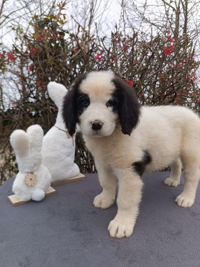 Du Domaine Du Boutlande - Chiots disponibles - Landseer type continental europeen