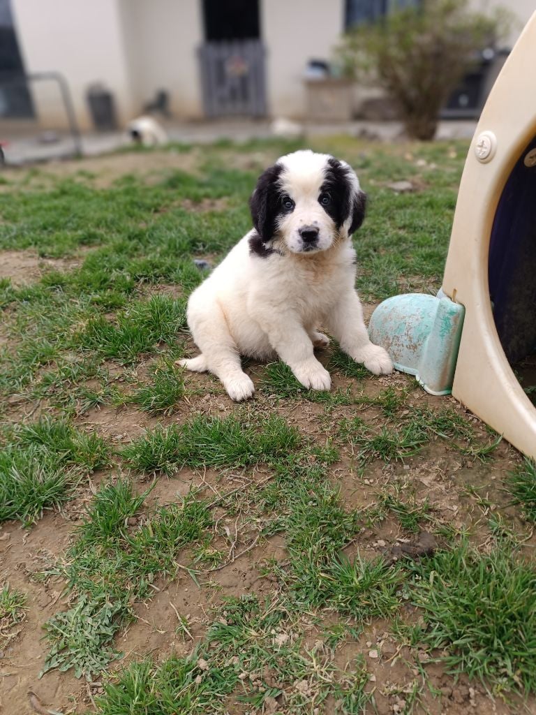 Du Domaine Du Boutlande - Chiots disponibles - Landseer type continental europeen