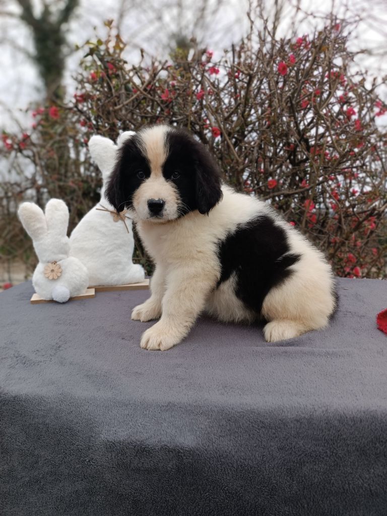 Du Domaine Du Boutlande - Chiots disponibles - Landseer type continental europeen