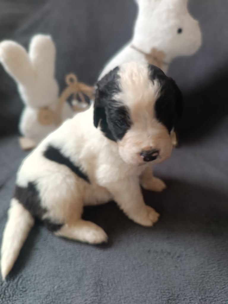 Du Domaine Du Boutlande - Chiots disponibles - Landseer type continental europeen