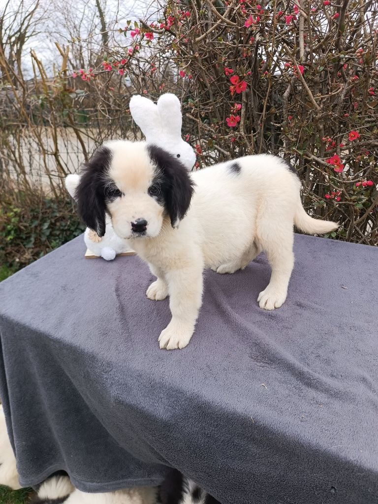 Du Domaine Du Boutlande - Chiots disponibles - Landseer type continental europeen