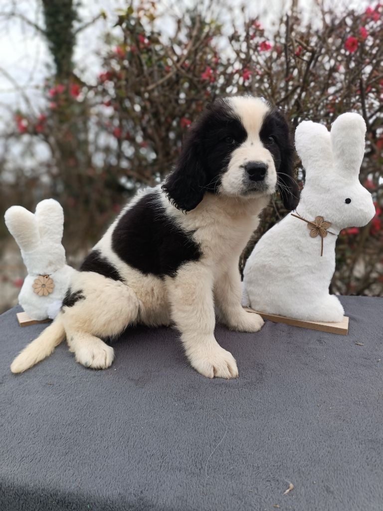 Du Domaine Du Boutlande - Chiots disponibles - Landseer type continental europeen