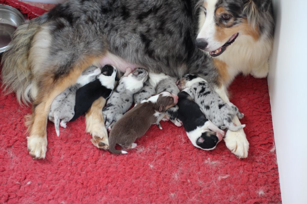 Chiot Berger Australien Des Totems Du Saskatchewan