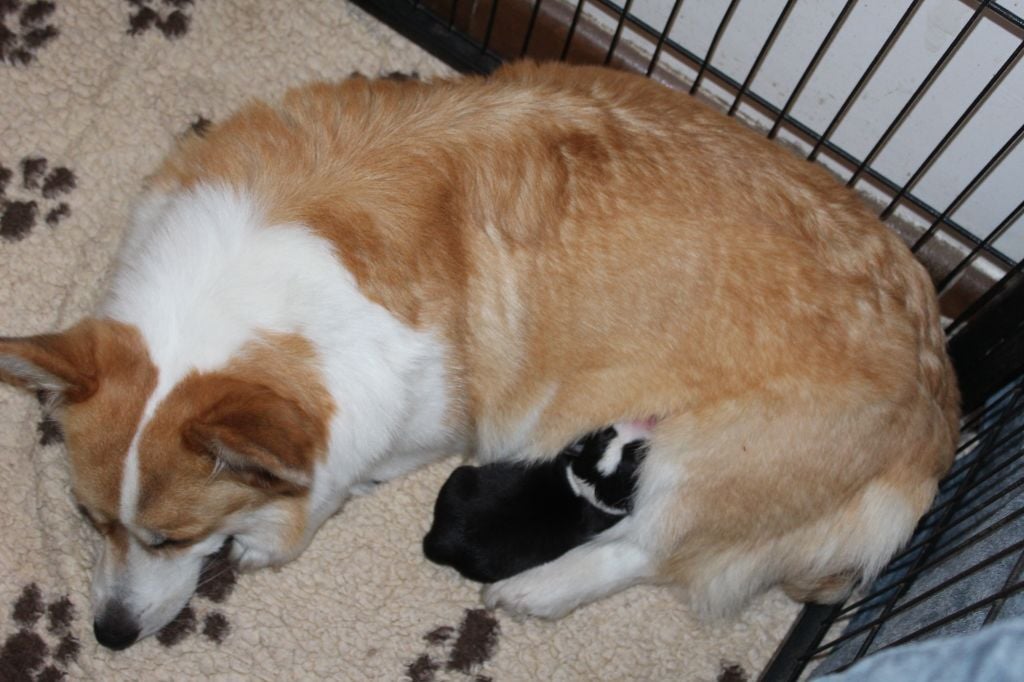 Des Totems Du Saskatchewan - Welsh Corgi Pembroke - Portée née le 28/06/2019