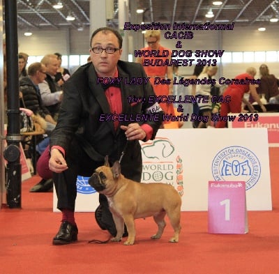 WORLD DOG SHOW BUDAPEST 2013