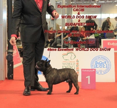 WORLD DOG SHOW BUDAPEST