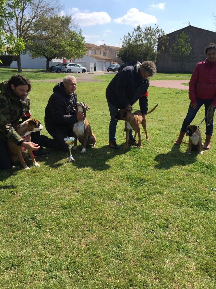 du Puits Clos De Saint Paul - 3 -ème Lot d'élevage Boxer Fauve  en PACA