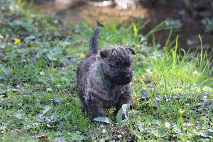 Chiot Cairn Terrier De La Petite Vadrouille