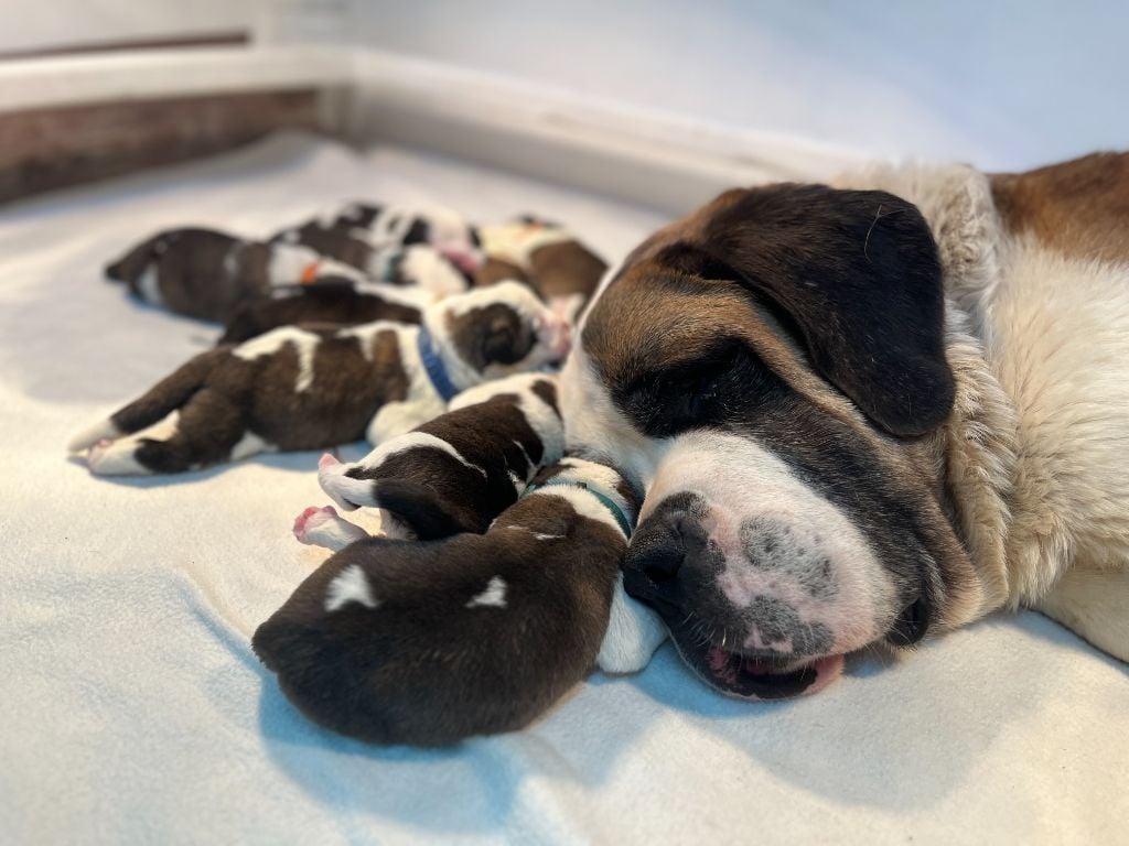 De L'orée Des Montagnes - Nos petits chiots St-Bernard sont nés !