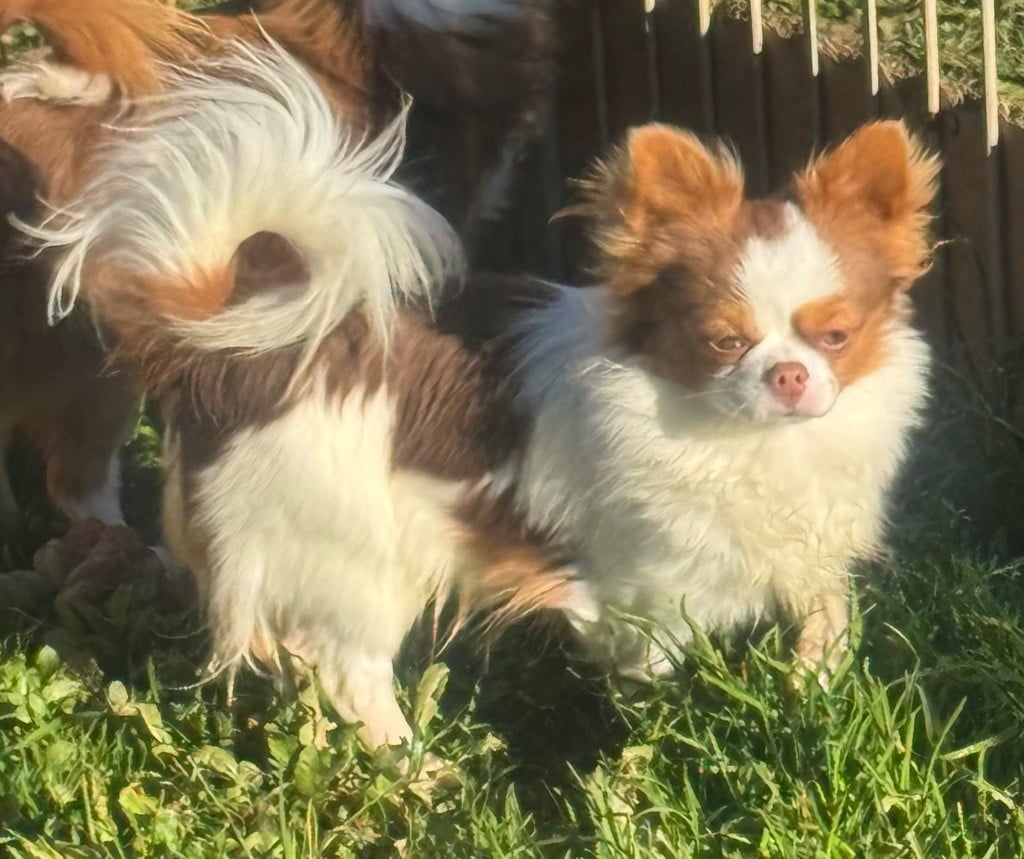 CHIOT blanc et choco virgule