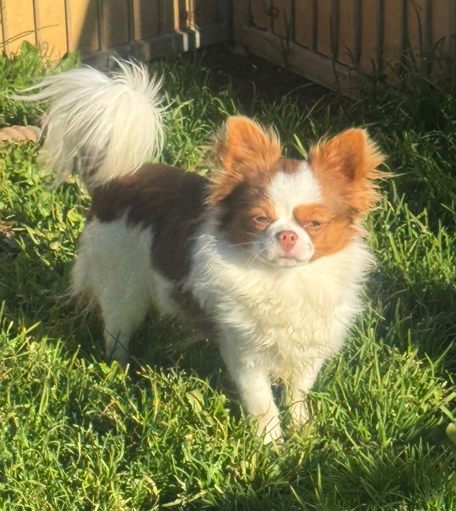 Chiot Chihuahua du clos du barrian