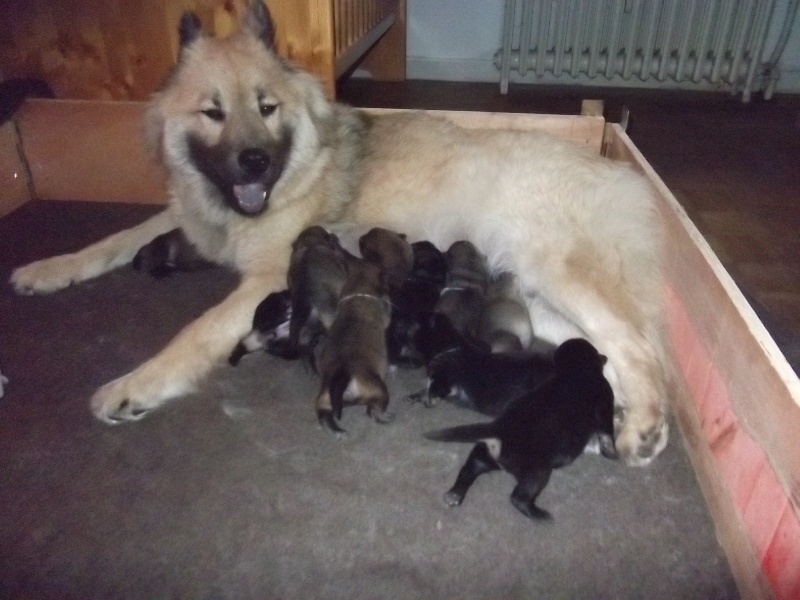 Du Royaume Des Etangs - Eurasier - Portée née le 20/12/2011